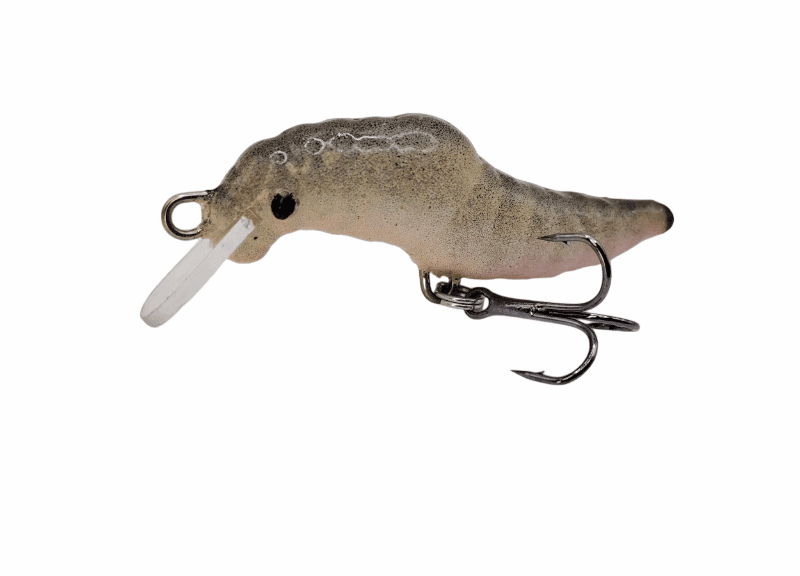 Larwa 5 cm